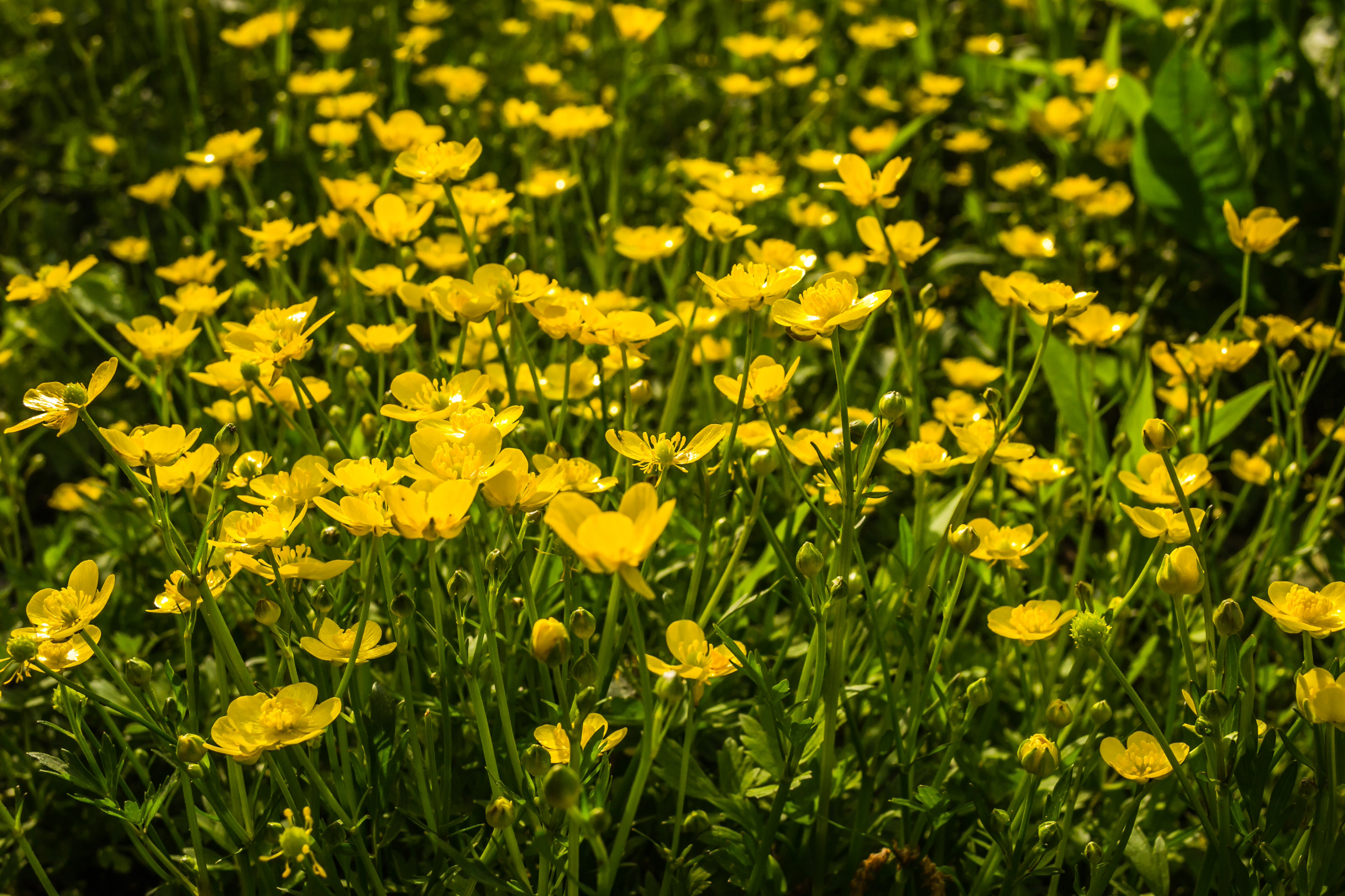 Celandine Collection