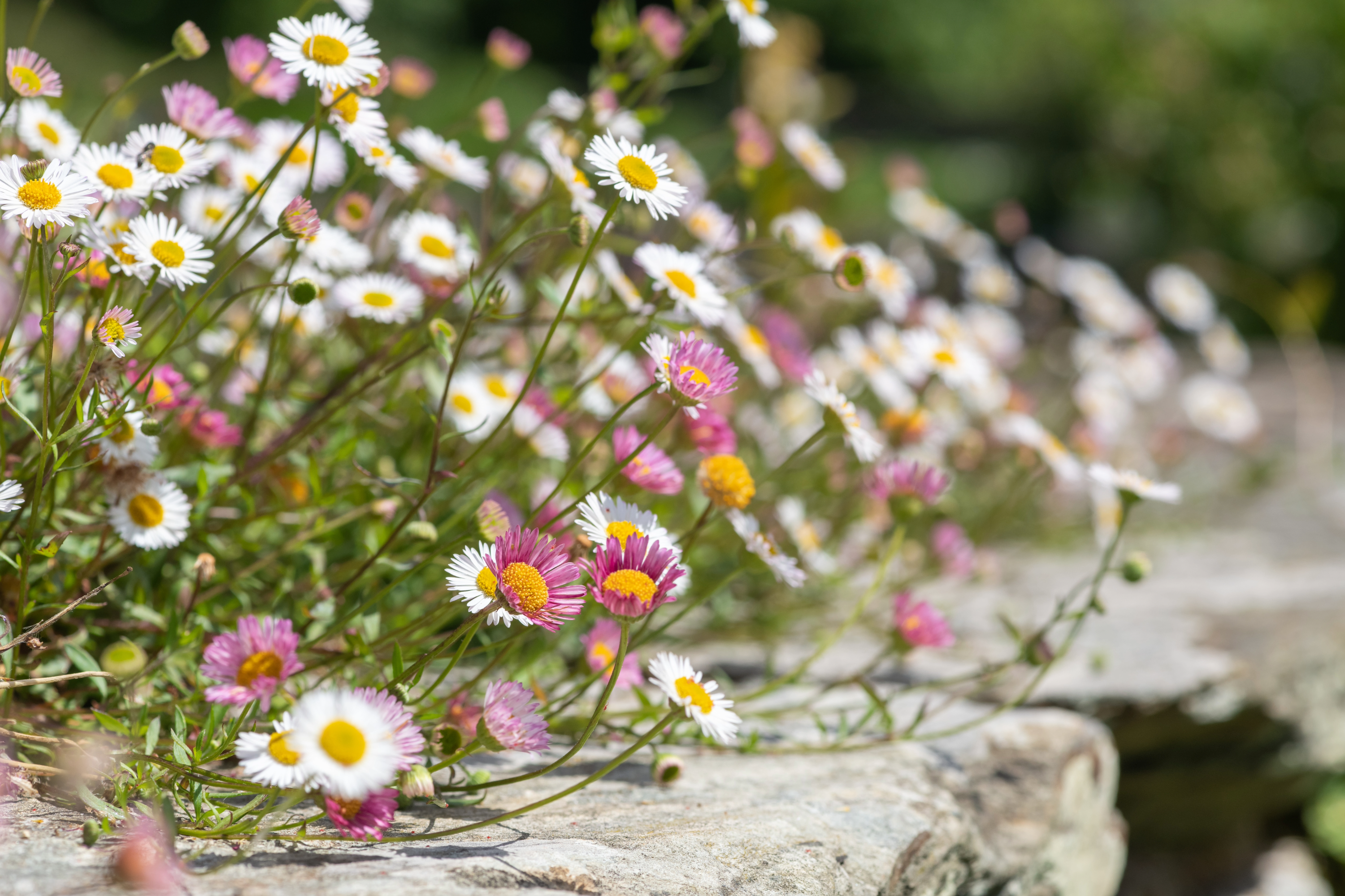 Erigeron Collection