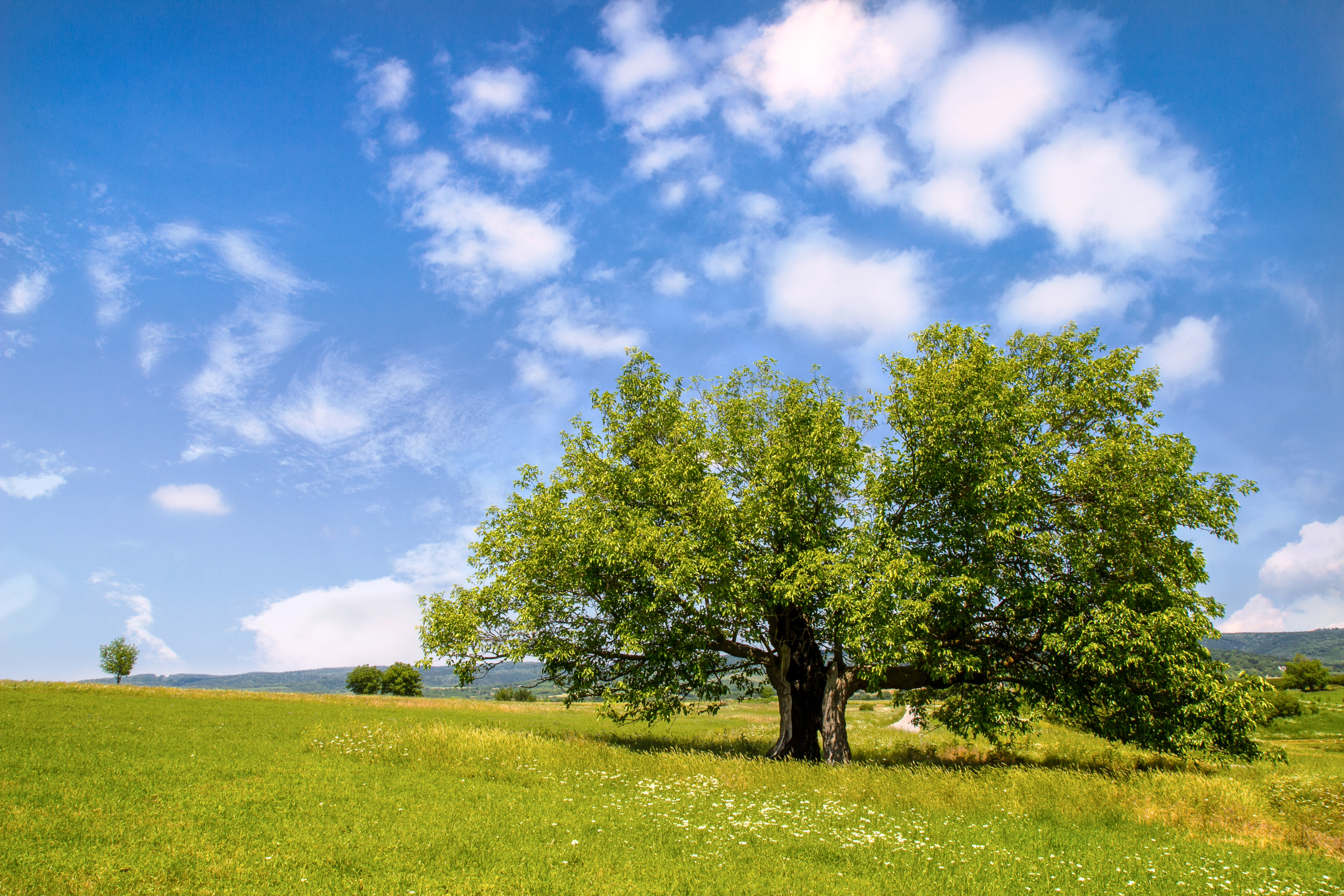 Mulberry Tree Collection